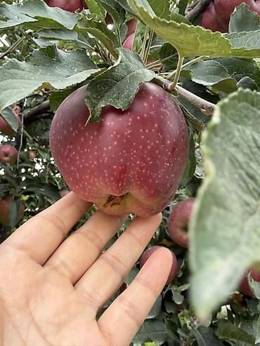 лук оптом бишкек: Алмалар Превосход, Дүң, Чекене — 1