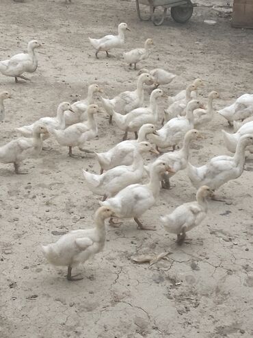 etibarlı ellere verilir it: Gördüynz tam sağlam pekin ördekleri satlr 45 günlükdurler 47 ədəddir