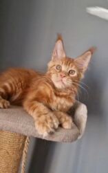 скоттиш фолд шотландская вислоухая кошка: Продается мальчик мейкуна полидакт с документами - Порода: мейн-кун