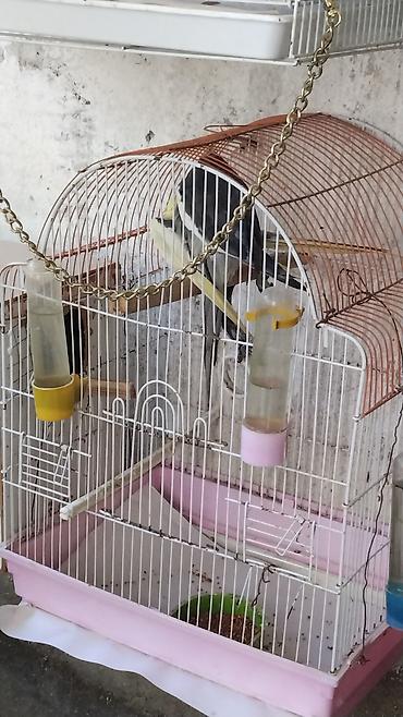 qus nomreleri: Watsapla narahat edin fikirlesim yigaram deyenler Qeti narahat etmesin — 2