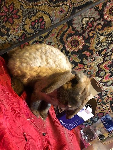 Dovşanlar: Mini lop ev dovşanları 1 ədədi 25 m erkekdilər - Növ: Mini lop (aşağı — 6