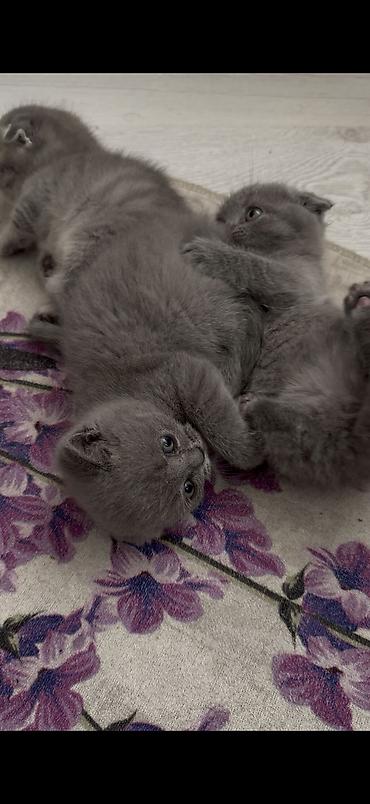 Кошки: Шотландская вислоухая, Самка, В добрые руки — 3