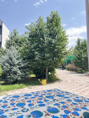 срочно продаю участок газ канализация есть: 5 соток, Курулуш, Кызыл китеп