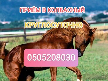 продам поросят: Куплю | Коровы, быки, Лошади, кони | Круглосуточно, Любое состояние, Забитый