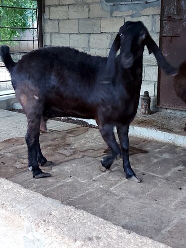 Keçi, çəpiş: 3üdə bir yerdə satılır, 1 erkəy 2 dişi marağlanan yaza bilər — 10