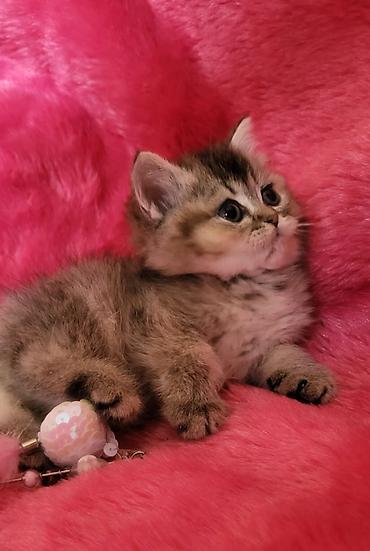 Pişiklər: Britan — 6