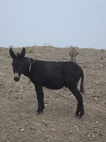 Eşşəklər: 4 erkək 2 dişi eşək satılır ən böyünün yaşı 4-dü qiyməti 550 manatdır — 4