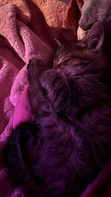 Домашний короткошёрстный котёнок (метис) с окрасом табби Имеется с
