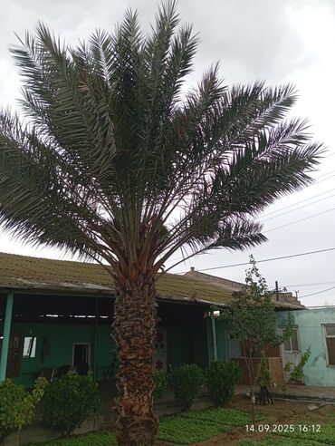 Buket güllər: Xurmalı xurma (xurma palmı) ağacı - Növ: Xurma palmı (Phoenix