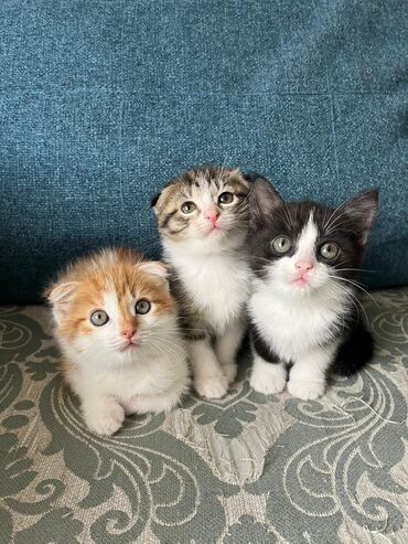 британская кошка бишкек: Породистые котята.Цена указана на одного котёнка. 1)Рыжий