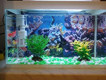 Akvariumlar: Dördbucaq akvarium, Balıqlarla birlikdə, 15 l — 3