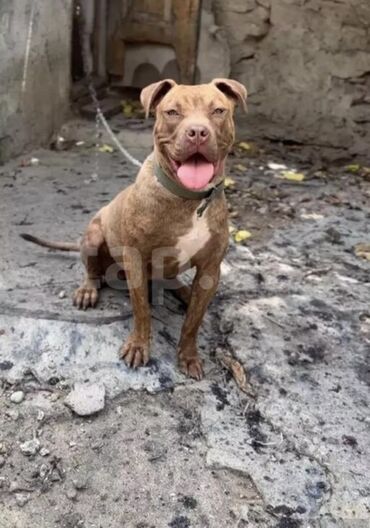 pitbull iti haqqinda melumat: Pitbul, 8 ay, Dişi