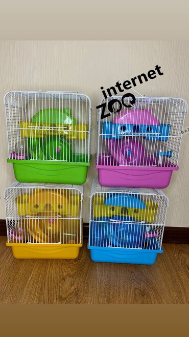 Хомяки: Продаются хомячки джунгарские, сирийские, ангорские пушистые хомячки — 28