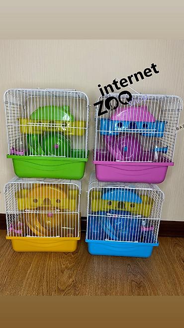 Хомяки: Продаются хомячки джунгарские, сирийские, ангорские пушистые хомячки — 26