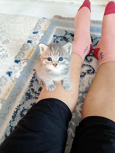 кошки сиамская: Котята, домашние, ручные Описание: - Очаровательные малыши с голубыми — 1