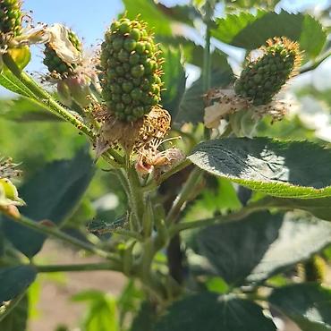 Tinglər: Tinglər -da lalafo.az — 11 Tinglər: Tinglər — 11