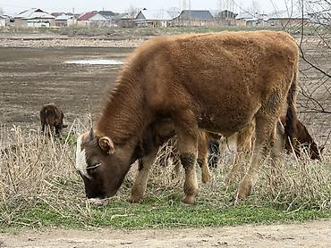 Коровы, быки: Продаю | Бык (самец) | На откорм — 5