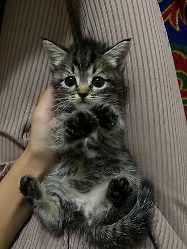 котята шотландцы купить: 1 месяц, Девочка, Приучена к лотку — 5