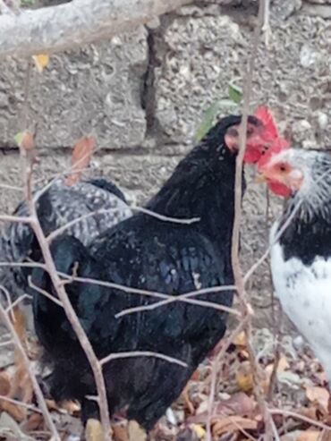 Toyuqlar: Toyuq, Ətlik -da lalafo.az — 1 Toyuqlar: Toyuq, Ətlik — 1