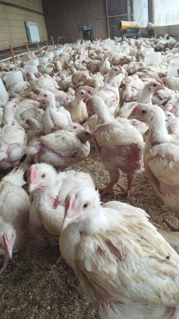 селхоз животные: Продаю цыпляты бройлерная на забой. Вес 1,5 кг. До 2,5 кг. Количество