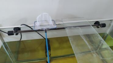 Akvariumlar: Dördbucaq akvarium, Balıqlarla birlikdə, 120 l, Ünvandan götürmə, Ödənişli çatdırılma, Rayonlara çatdırılma -da lalafo.az — 11 Akvariumlar: Dördbucaq akvarium, Balıqlarla birlikdə, 120 l, Ünvandan götürmə, Ödənişli çatdırılma, Rayonlara çatdırılma — 11