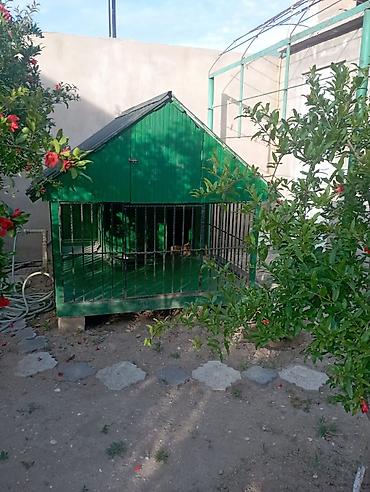 layka iti: 1 ildir alınıb 6 ay istifadə olunub it artıq olmadığı üçün satılır 650 — 1