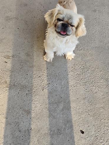 İtlər: Pekines, 1 il, Erkek — 12