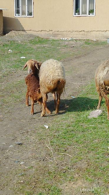 Баран, овца: Продаю | Овца (самка) | Для разведения | Матка — 5