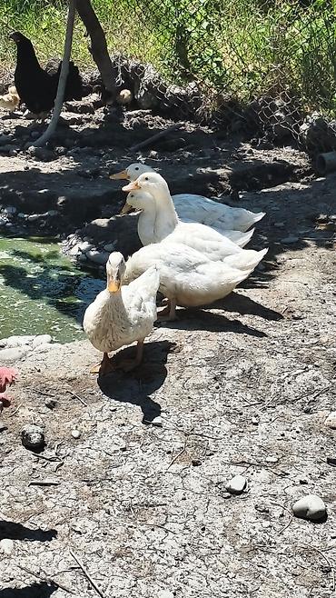 tap az qusar heyvanlar: Ağ Pekin (bolqar) ördəkləri satılır. Biri 15 manatdan 18 ədəd — 6