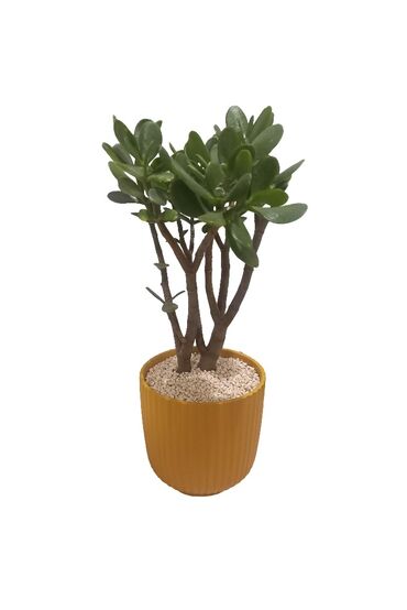 yasamal kaktus: Crassula (Pul Gülü) Krasula və ya ''pul ağacı'' adlanan otaq bitkisi