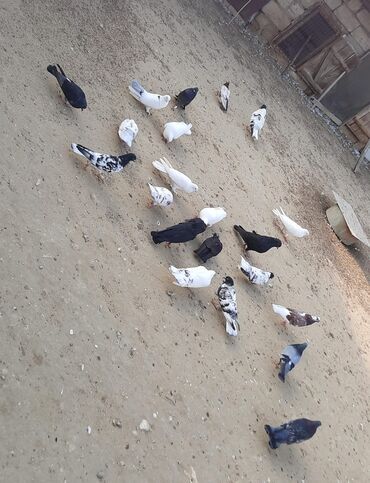 Göyərçinlər: Quşlar satılr @sarayli_qusbaz_agaselim — 10