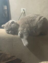 pişik sahiblendirmek: Шотландская, Самка, В добрые руки, Самовывоз, Платная доставка