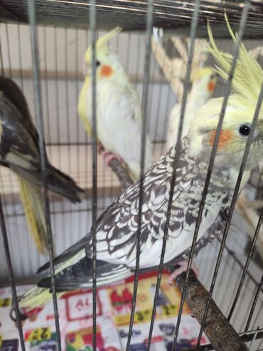 Tutuquşları: Qəfəs quslar — 15