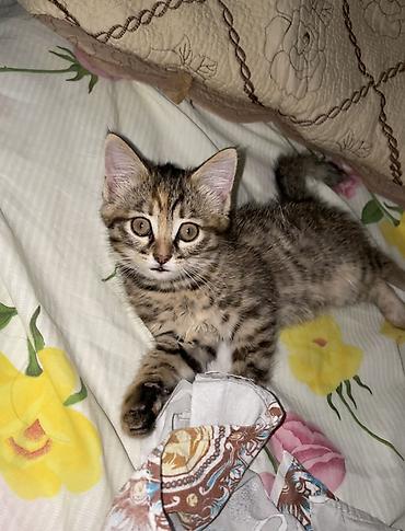 японская кошка: 2 месяца, Девочка, Приучена к лотку — 4