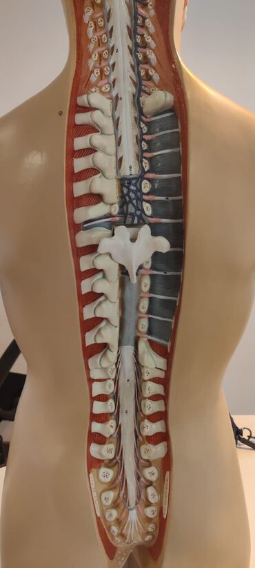 Ostali medicinski proizvodi: Torzo coveka sa otvorenim vratom i ledjima od 18 delova, kao novo — 11