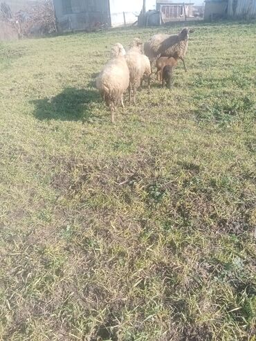 Qoyunlar, qoçlar: 1ci 2ci 4cü qardilar 470 deylir balali cidi şexsler zeng vursun -da lalafo.az — 4 Qoyunlar, qoçlar: 1ci 2ci 4cü qardilar 470 deylir balali cidi şexsler zeng vursun — 4