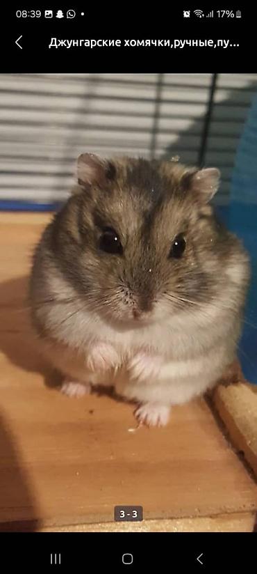 Хомяки: Джунгарские хомячки - Порода: джунгарские (карликовые) хомяки. - — 4