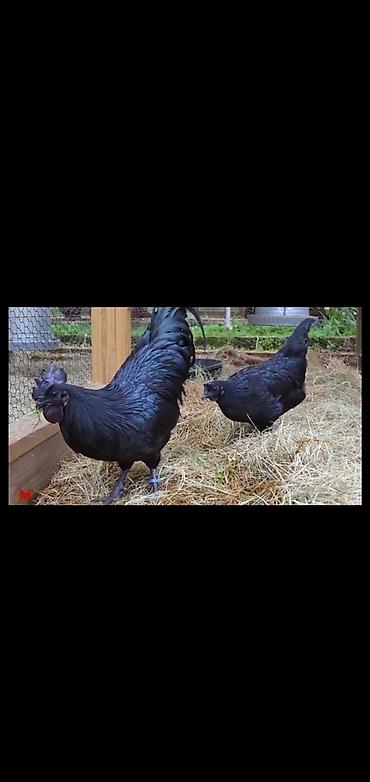 ayam cemani: Xoruz, Indonesiya, il: 1 — 2