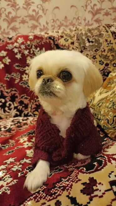 it yemeyi: Pekines 1yaş 2 aylıqdı. Bir çox komandaları öyrənib. Tualet tərbiyəsi