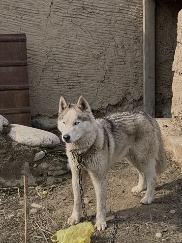 продажа собак в бишкеке: Продаю сибирский хаски