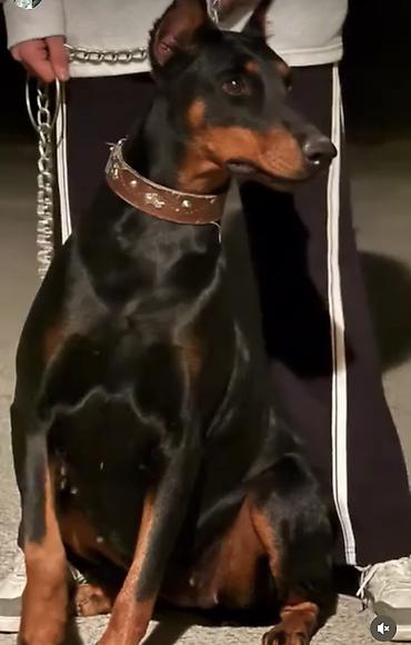 it labrador: Doberman — 3