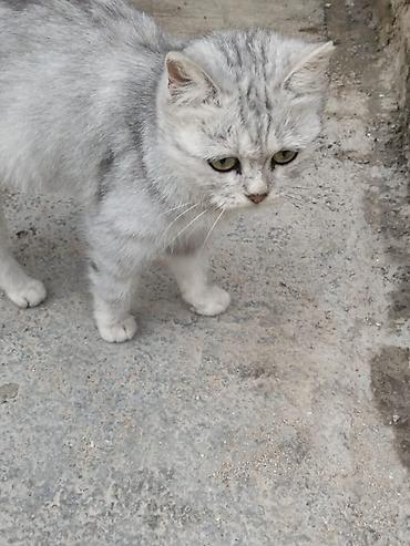 Normal pisiye baxan adamlar elaqe saxlasin. Usagin alergiyasi var deye — 2