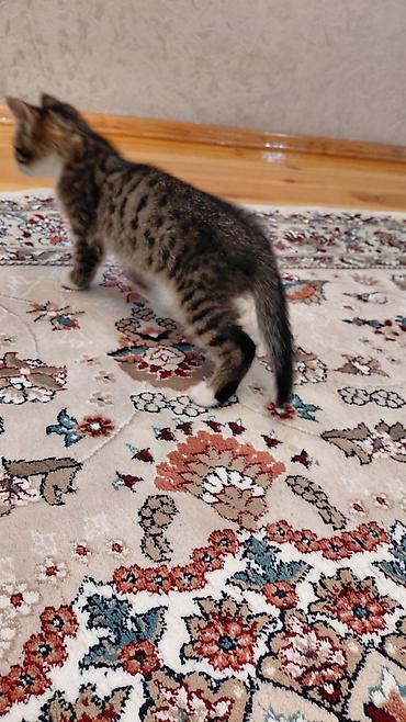 Pişiklər: Erkək, Ünvandan götürmə — 6