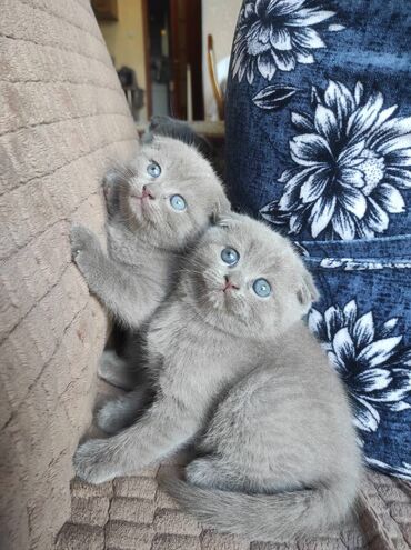 Pişiklər: Şotland yastı qulaq, Dişi, Erkək, Ünvandan götürmə — 10