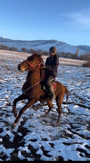 Лошади, кони: Продаю | Конь (самец) | Полукровка | Конный спорт — 2