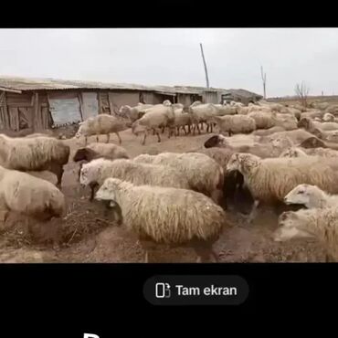 qurban qoyun sekilleri: Qoyunlar, qoçlar