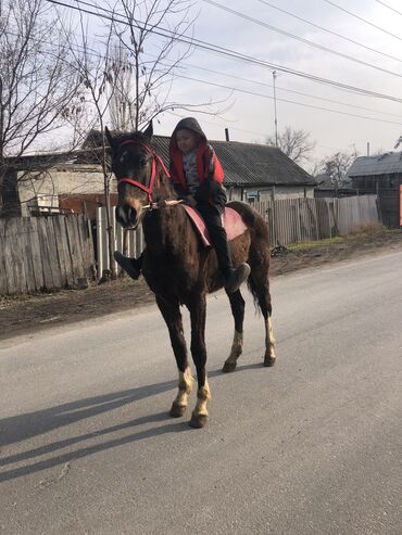 продаю коня: Продаю | Жеребец | Полукровка, Английская | Для разведения