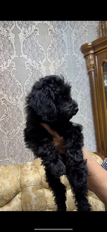 pudel bala: Pudel, 3 ay, Erkək, Ünvandan götürmə, Ödənişli çatdırılma — 7