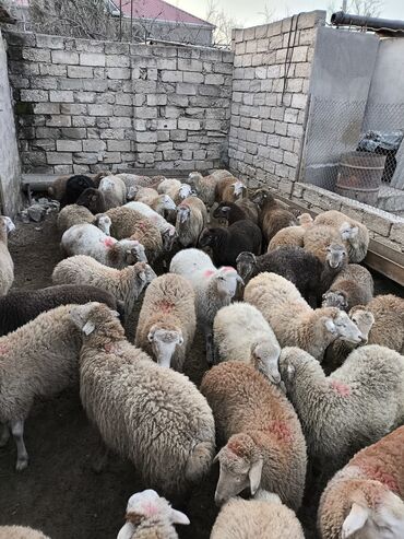 quzu qiymeti: Əmlik quzular satılır qiyməti 230 manatdan 340 manata kimi var kim