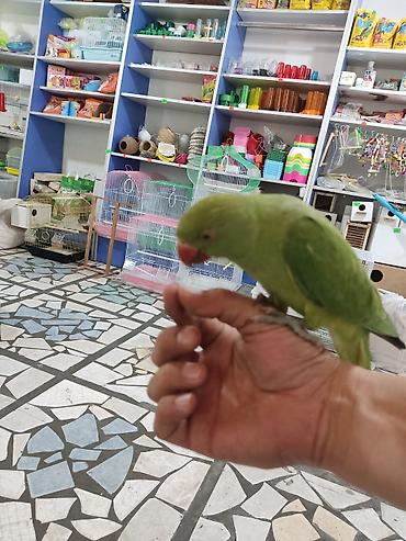 Птицы: Ручной ожереловый попугай! Если у вас никогда не было опыта — 7